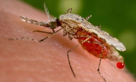 Mikroorganisme kan stoppe malariamyggen