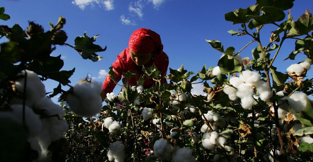 Uigurer utnyttes som slaver i Kina