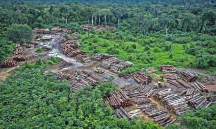 Amazonas’ skoger gir netto utslipp til klimakrisen