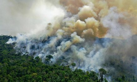 Avskoging av regnskogen i Amazonas størst på 15 år