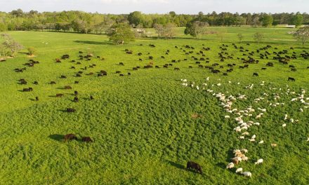 Help the planet, eat more meat – Holistic Planned Grazing