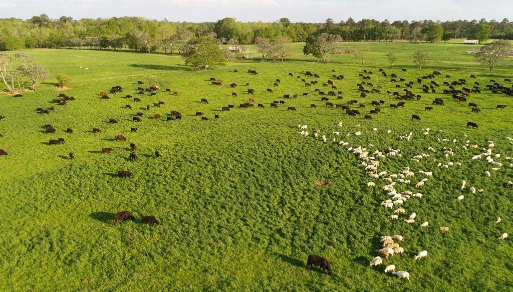 Help the planet, eat more meat – Holistic Planned Grazing