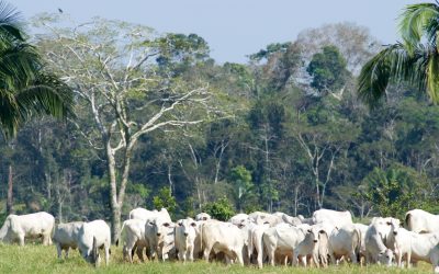 Amazon deforestation continues?