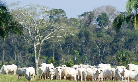 Amazon deforestation continues?