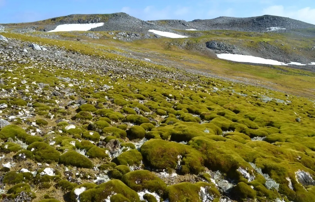 Warmer Antarctica is turning greener